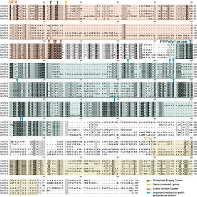 Polyphosphate: A Multifunctional Metabolite in Cyanobacteria and Algae